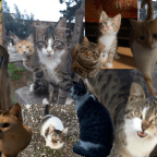 17 Şubat Dünya Kediler Günü